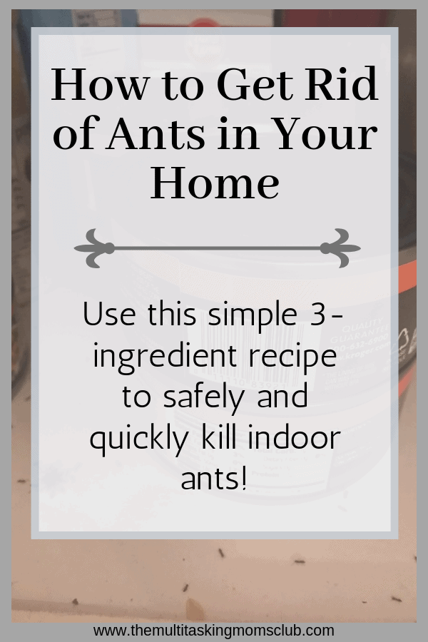 how to get rid of ants in your home with borax
